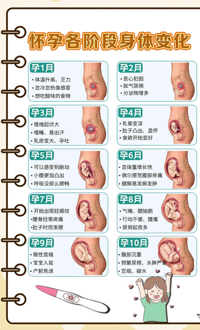 揭秘供卵代孕妈妈怀孕小腹分两节，孕期变化的奥秘江津代生机构: